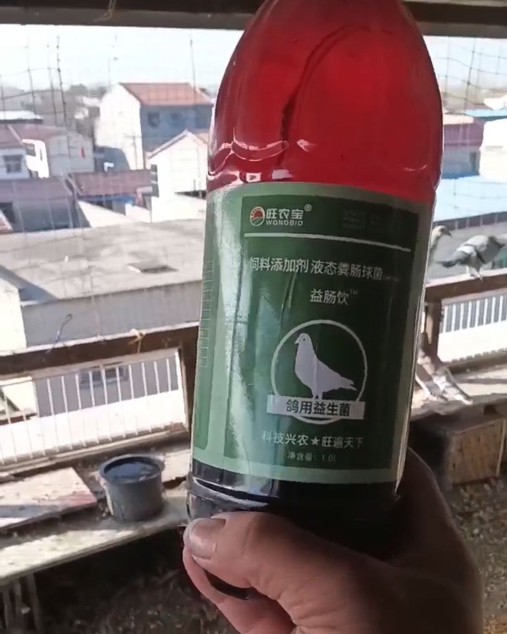 使用益生菌液喂赛鸽