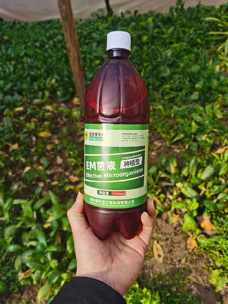 大棚蔬菜种植